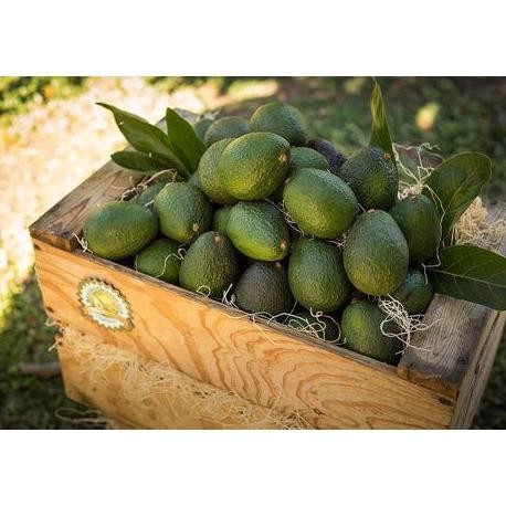 

Alpukat khas lokal Fresh 1 kg