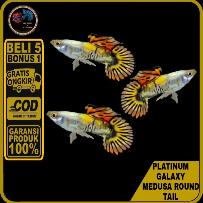 MURAH Hiasan Guppy Platinum Galaxy Medusa Round Tail Sepasang akuarium