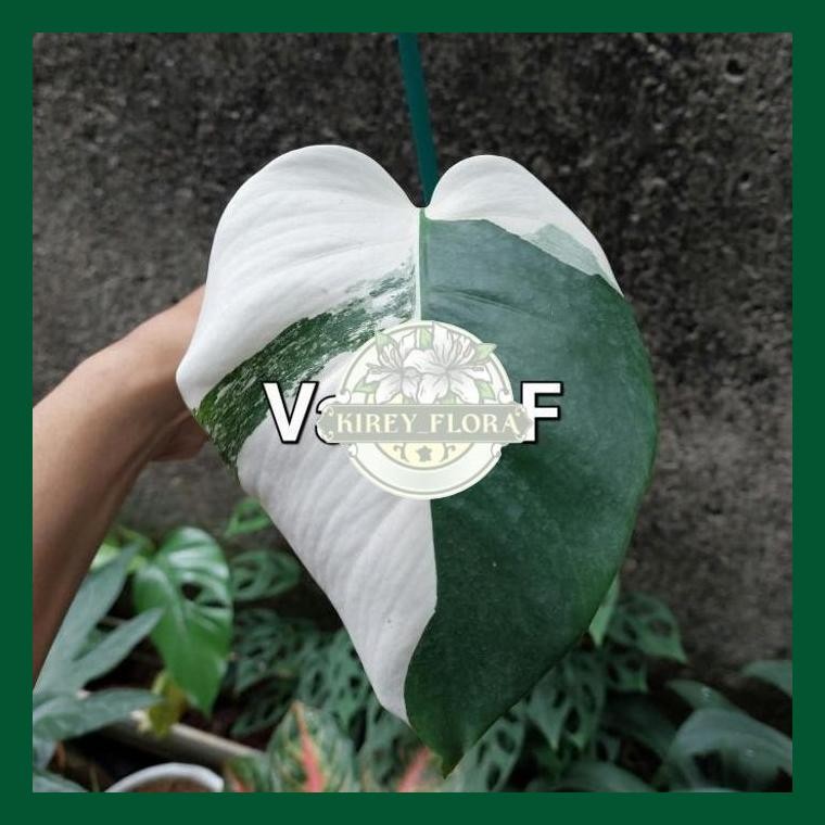 Tanaman Hias Monstera Variegata - Monstera Variegata - Monvar