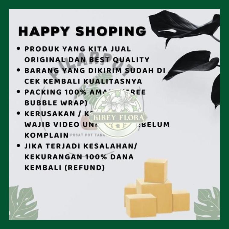 Pupuk Hormon Zpt Goldstar 250 Ml - Mempercepat Pembuahan