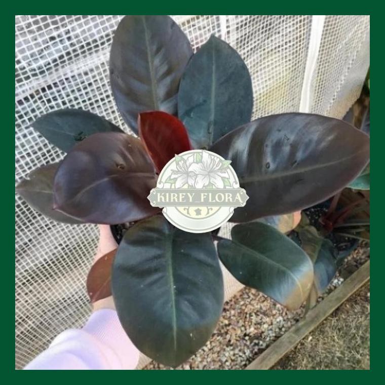 Tanaman Hias Philodendron Black Cardinal - Black Cardinal