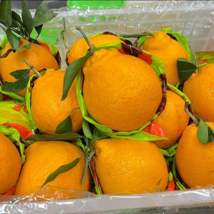 

Jeruk Dekopon Sweet Jumbo Xl 6 Kg / Keranjang