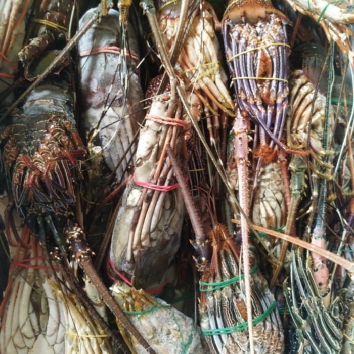 

Lobster Laut Frozen Size 200up, isi 4-5/kg