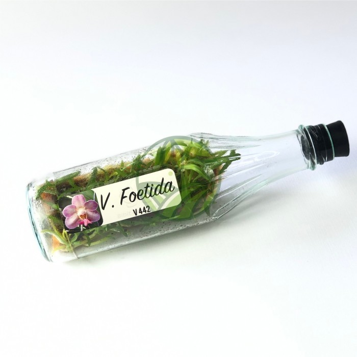 PROMO ~`~ Anggrek Vanda Botol Siap Tanam Usia 15-17 Bulan Bibit Anggrek Koleksi ~~~