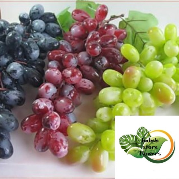 PROMO ~`~ Paket 5 pohon anggur - Bibit anggur ~~~