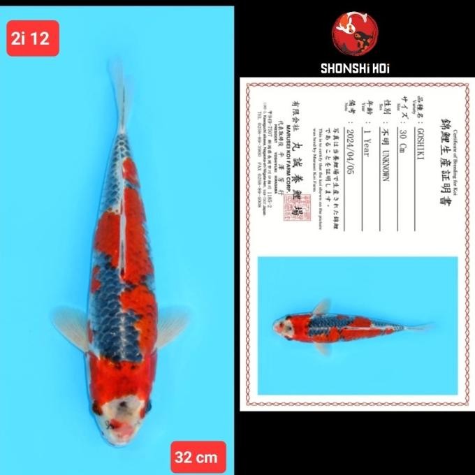 TERBARU - ikan koi import goshiki hi utsuri showa ginrin kohaku kode 2i 2 dr 2