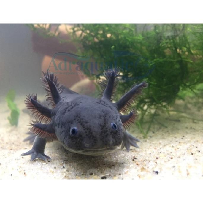 AXOLOTL HITAM FULL BLACK MELANISTIC MELANOID DOGFISH SALAMANDER FISH