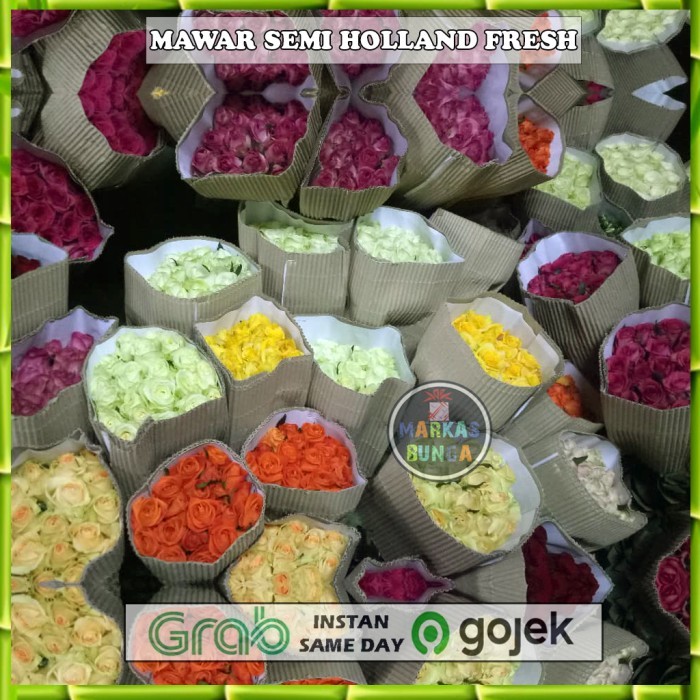 TERBARU bunga mawar asli - bunga mawar merah - bunga mawar semi holand