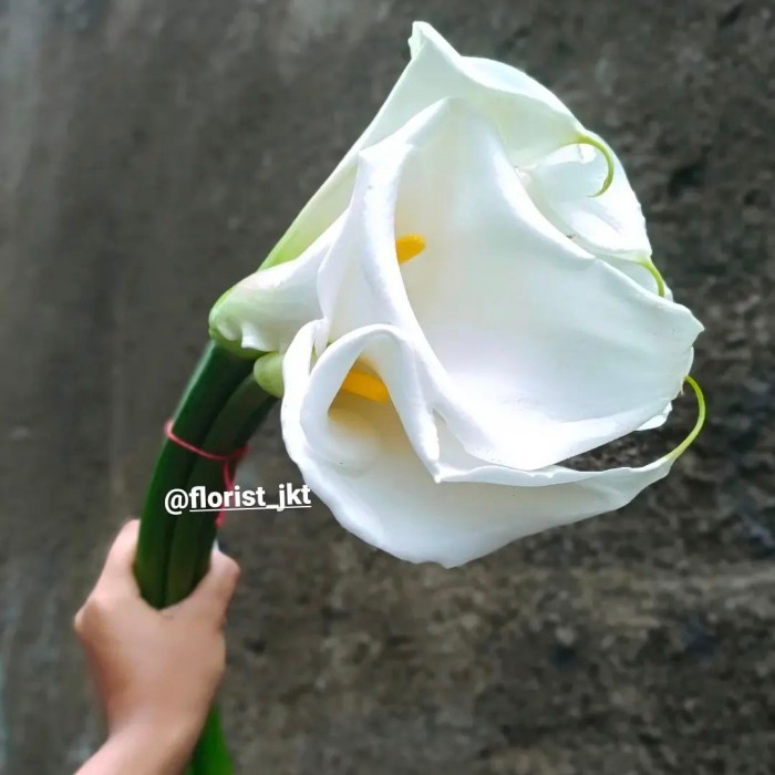 Bunga cala lily segar