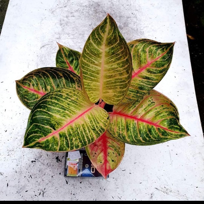 PROMO Aglonema Moonlight Remaja