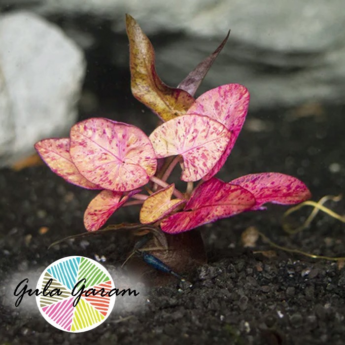 CUCI GUDANG Tiger Lotus Mini Wabikusa Tanaman Air Hiasan Aquarium Ikan Aquascape