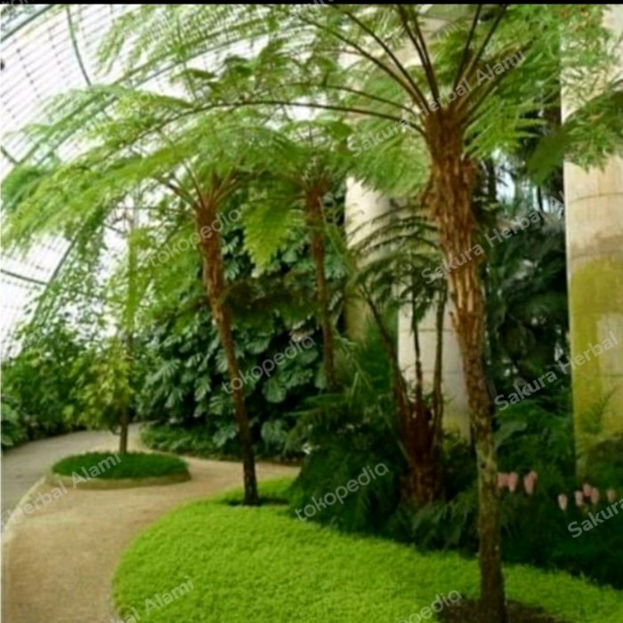 pakis pakutiang besar 200cm pakis monyet besar 2 meter