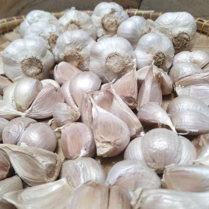 

BAWANG PUTIH KATING KERING FRESH 1KG ORIGINAL
