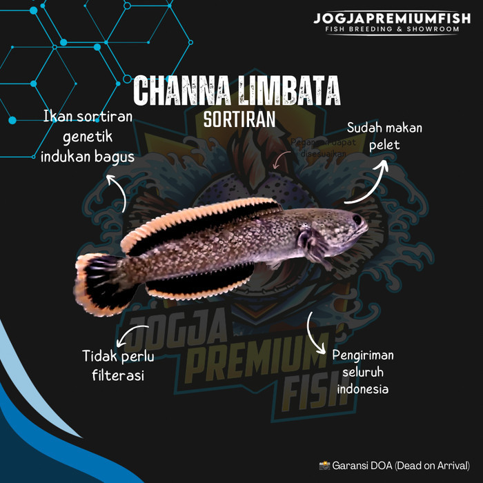NEW channa limbata CB (ternakan) sudah setel di aquarium Grade A super