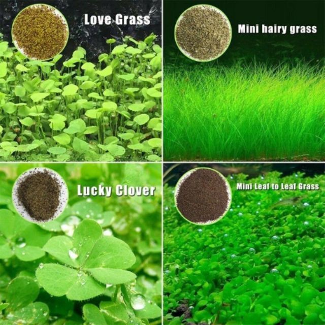 LIMITED EDITION CARPET SEED MONTE CARLO MINI DWARF AQUARIUM AQUASCAPE AKUARIUM