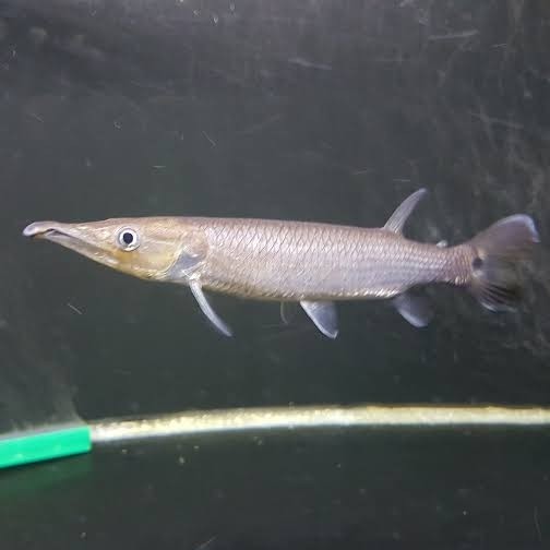 CUCI GUDANG Hiasan Aquarium Ikan Hujeta Gar Tankmate Mantul Ikan Hias