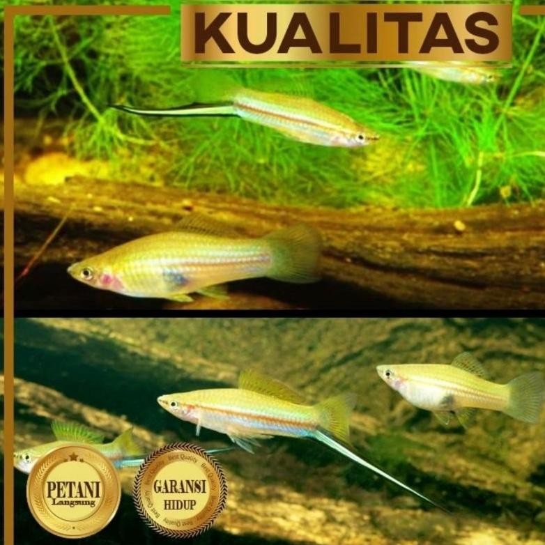 Best Seller Paket Koloni (isi 10) Platy Pedang Hijau Swordtail Ikan Hias Aquascape Hiasan Aquarium K