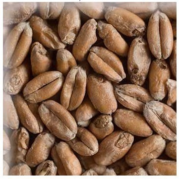 

JUAL Malt Chteau Wheat Blanc Max. 5.5 EBC