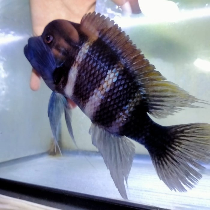 Hiasan Aquarium Ikan Frontosa Burundi Big Siz Ikan Tankmate Ikan Hias