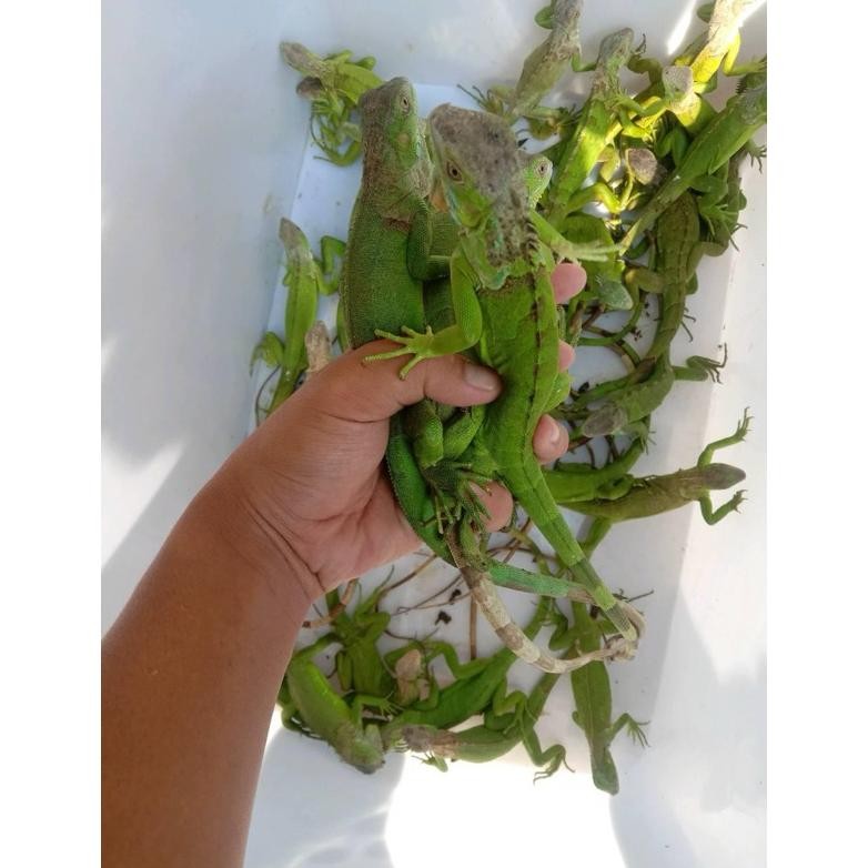 BISA COD kandang reptile iguana green / iguana green / green iguana a-110