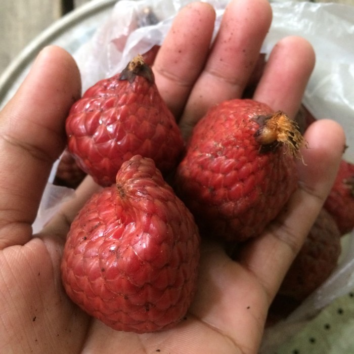 

PROMO / BEST SELLER / Asam maram/asam payak NON COD