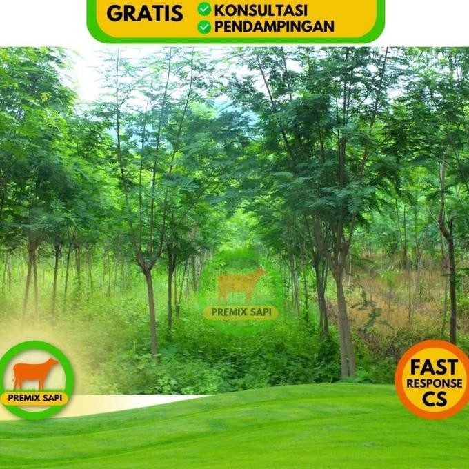 BENIH LAMTORO TARAMBA SUPER Bibit Hijauan Pakan Ternak Berkualitas