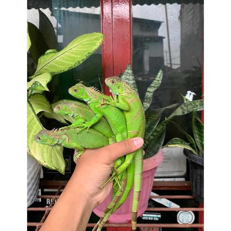 TERMURAH kandang reptile iguana green / iguana green / green iguana a-110