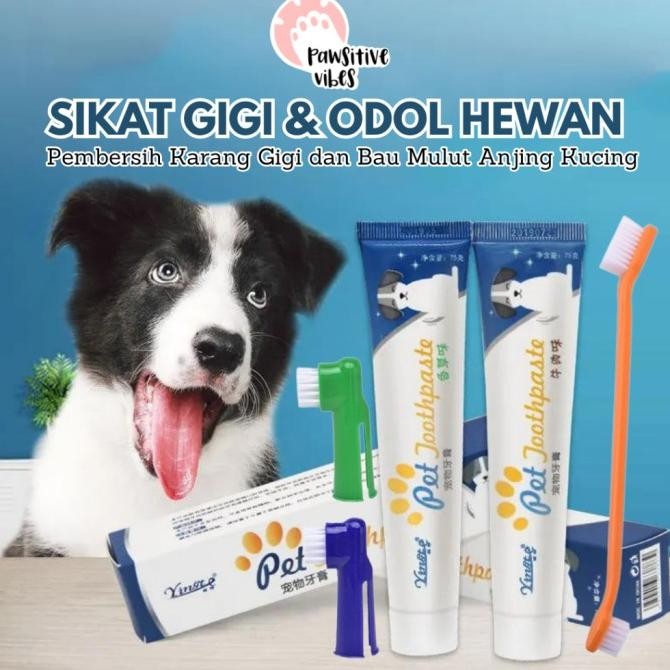 sikat gigi kucing dan odol - sikat gigi kucing - sikat gigi anjing