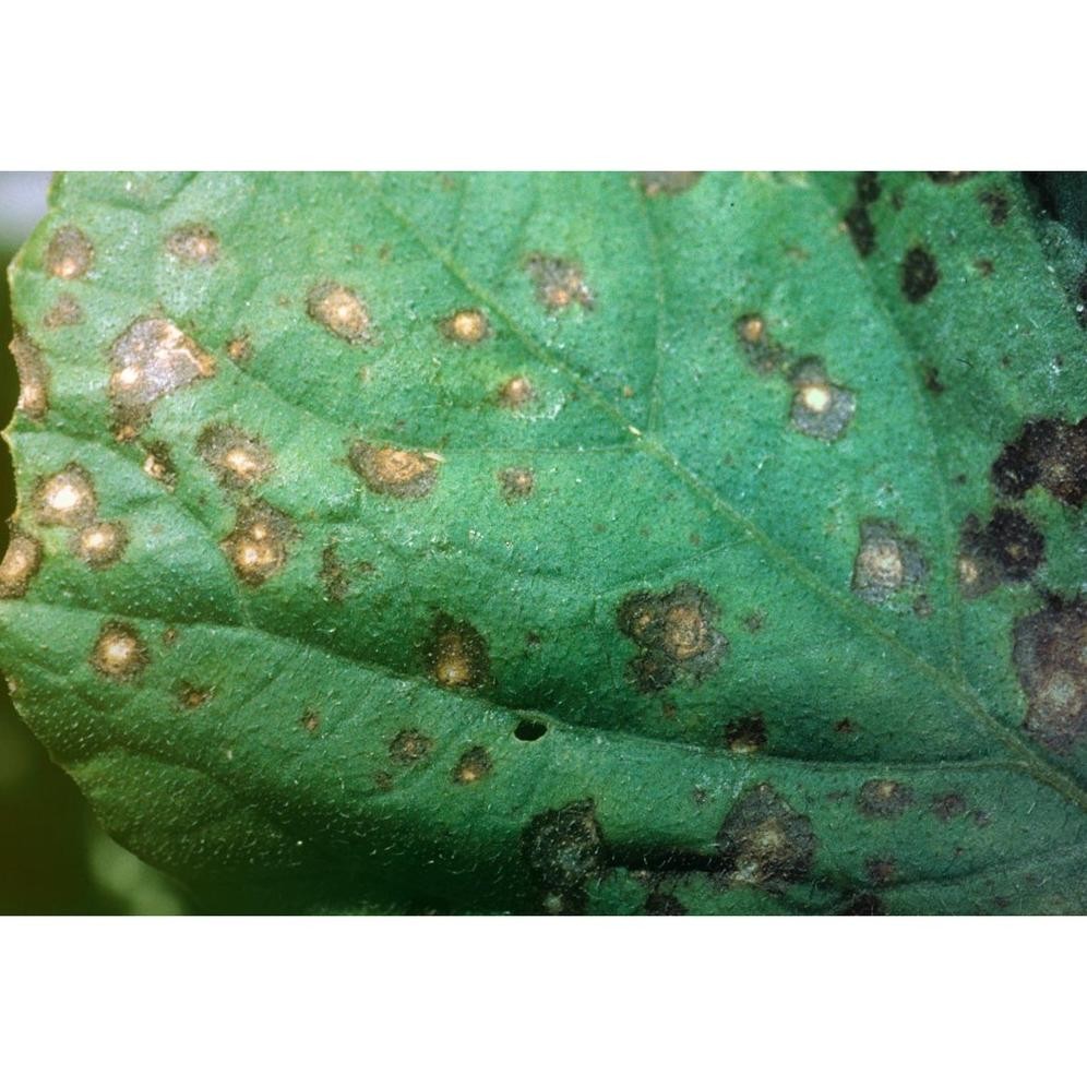 Fungisida + ZPT AmistarTop 325SC 50 ml ORIGINAL ASLI 100% Amistar Top SYNGENTA Obat Jamur Tanaman