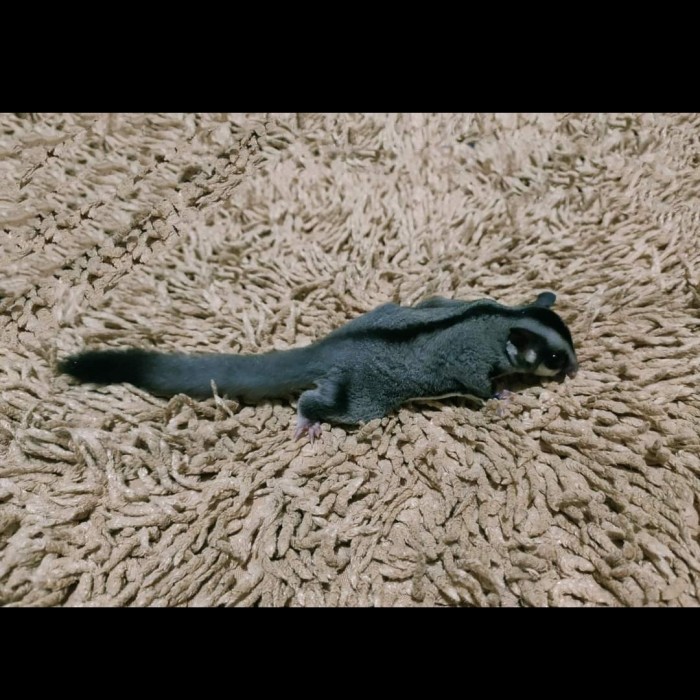 Sugar Glider Baby