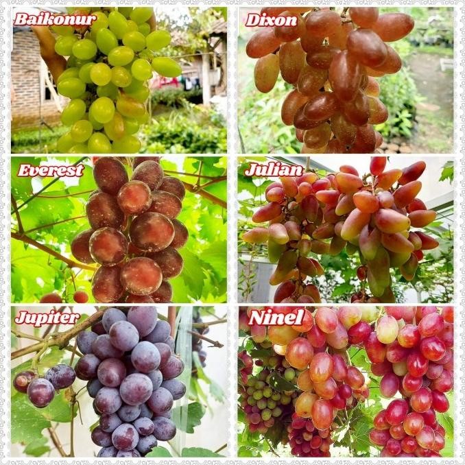 PREMIUM bibit tanaman buah anggur import - bibit anggur import