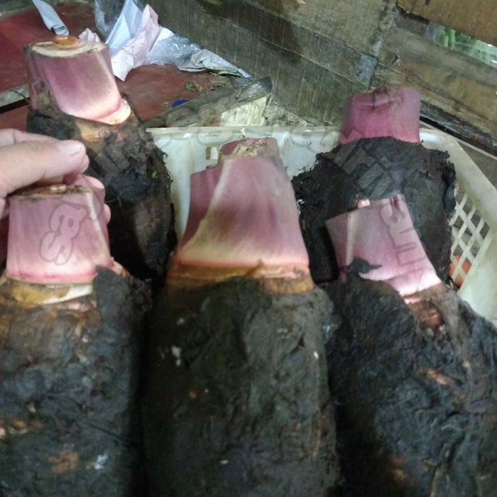 

talas pontianak super/ 5 kg