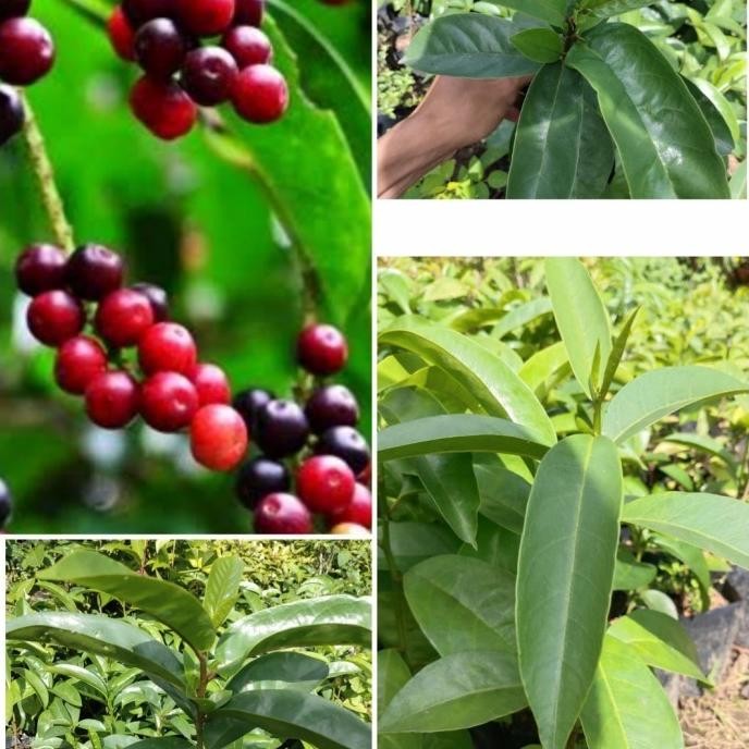 PREMIUM bibit pohon buah Buni huni/rujak SEGAR