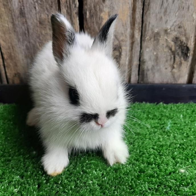 Kelinci Hias Netherland Dwarf Hotot