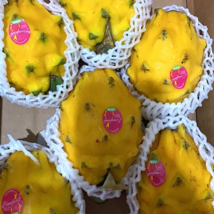 

Promo Terbatas Buah Naga Kuning Fresh 1 Kg Aman