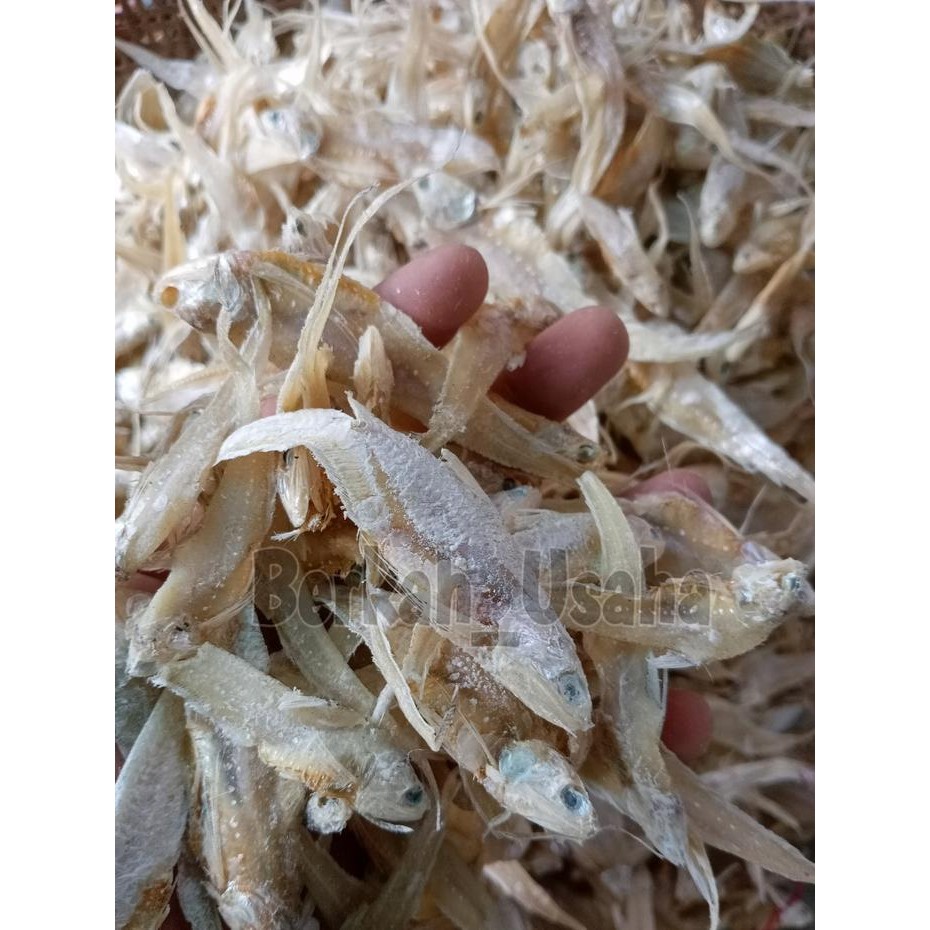 

New IKAN ASIN BULU AYAM KERING 1kg Ready