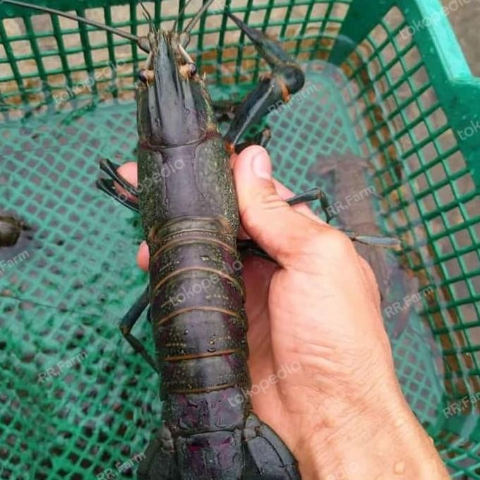 

lobster indukan 5 in