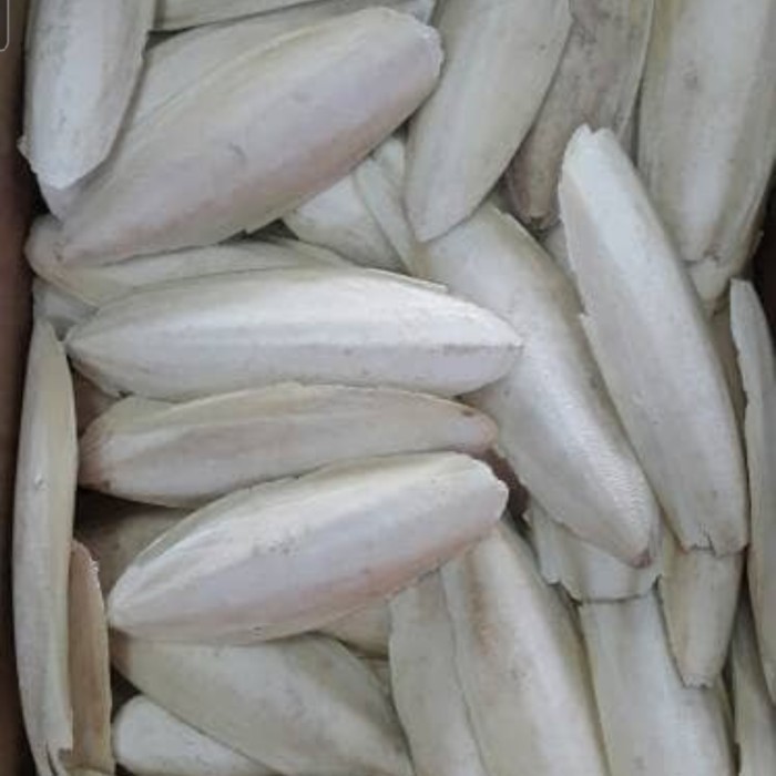 SOTONG 1KG TULANG SOTONG SUNTUNG KERING MAKANAN BURUNG LOVEBIRD PERKUT KODE 135