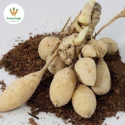 

Kunyit Kunir Putih Segar - 100gram