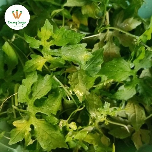 

Sayur Daun Pare Daun Paria Segar - 1 ikat