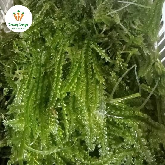 

Anggur Laut Lawi Lawi - 500gram