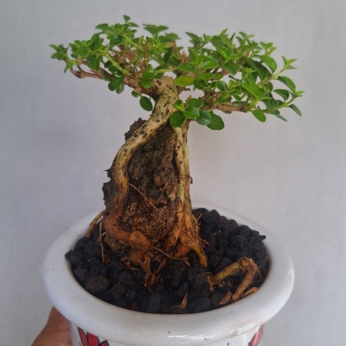 Bonsai Mame Sancang On the Rock + Pot Keramik