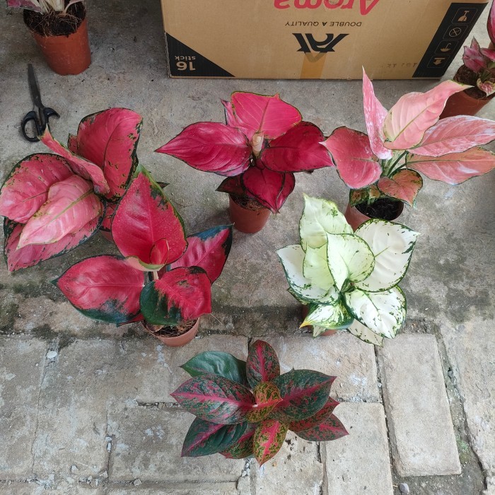 paket aglonema / red anjamani/pink catrina/suksom/stardust/super white