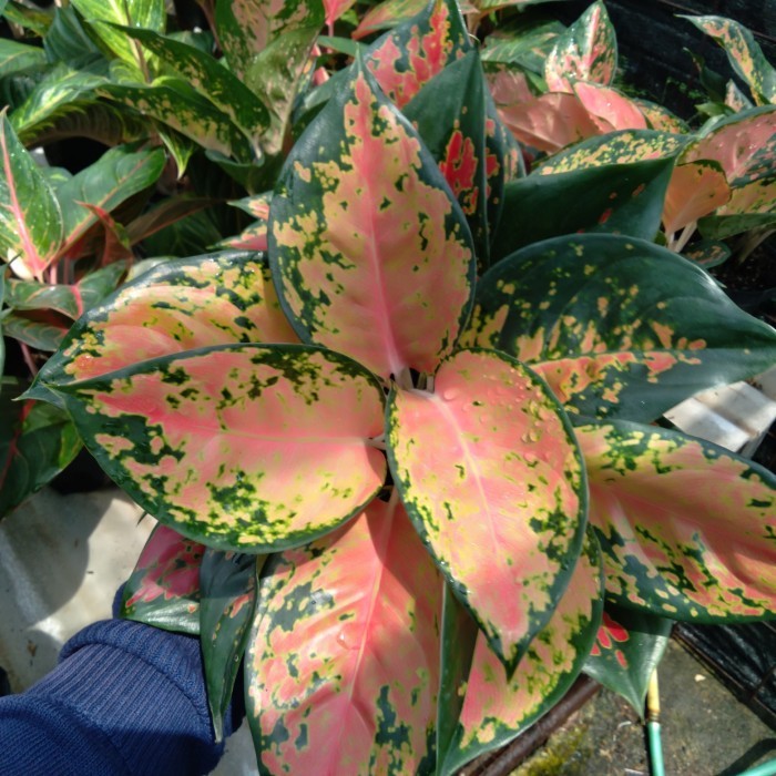 Aglonema RED Kochin Rumpun Indukan