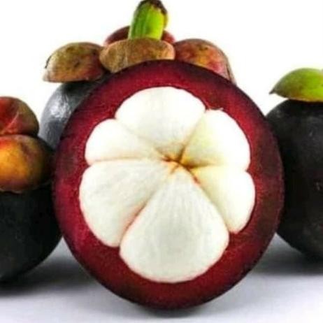 PREMIUM BIBIT MANGGIS BIJI KECIL, TANAMAN BUAH MANGGIS BIJI KECIL ASLI