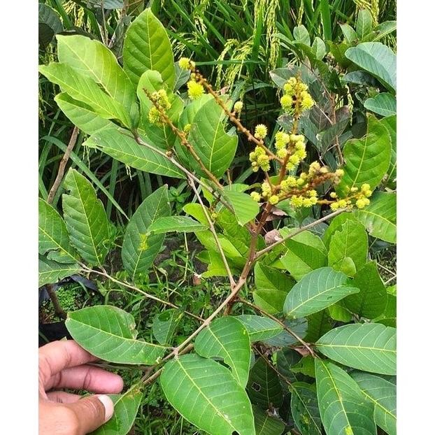 PREMIUM Hasil Cangkok Bibit tanaman buah Rambutan MERAH BINJAI RAMBUTAN AA66