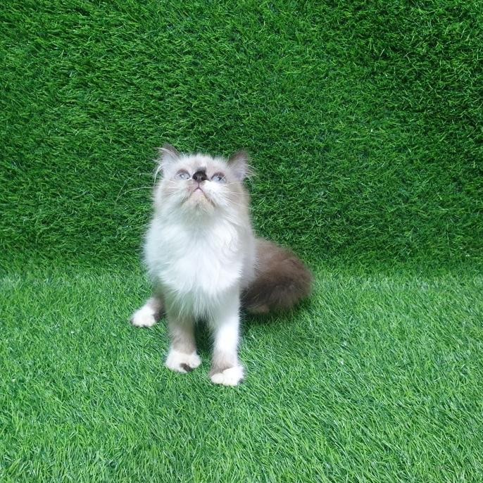 kitten ragdoll Jual anak kucing ragdoll