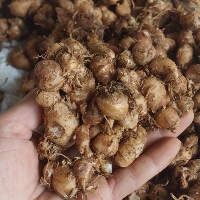

Terlaris 5Kg Kencur / Cikur Untuk Bumbu Seblak Dan Lainnya Ready Stok