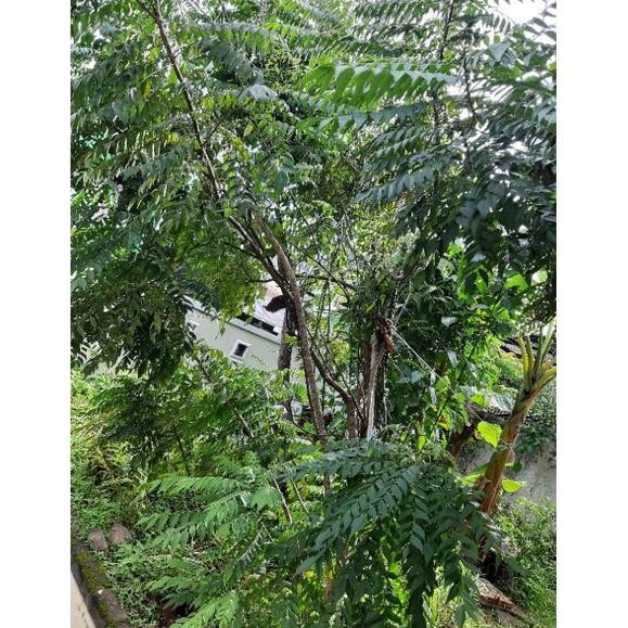 

Terlaris Fresh Daun Salam Koja|Temurui|Daun Kari| 10 Tangkai Segar-Curry Leaves