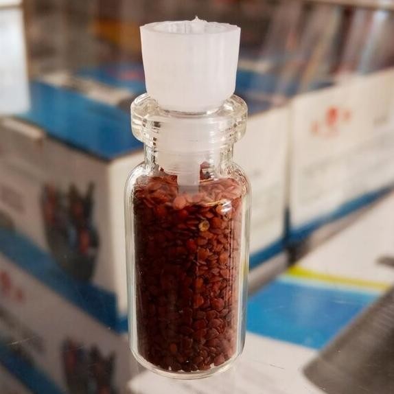 Bibit Caet Seed Monte Carlo Biji Tanaman Aquascape Aquarium PREMIUM